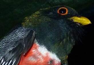 Trogon rosalba