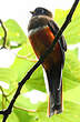 Trogon rosalba