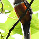 Trogon rosalba