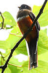 Trogon rosalba