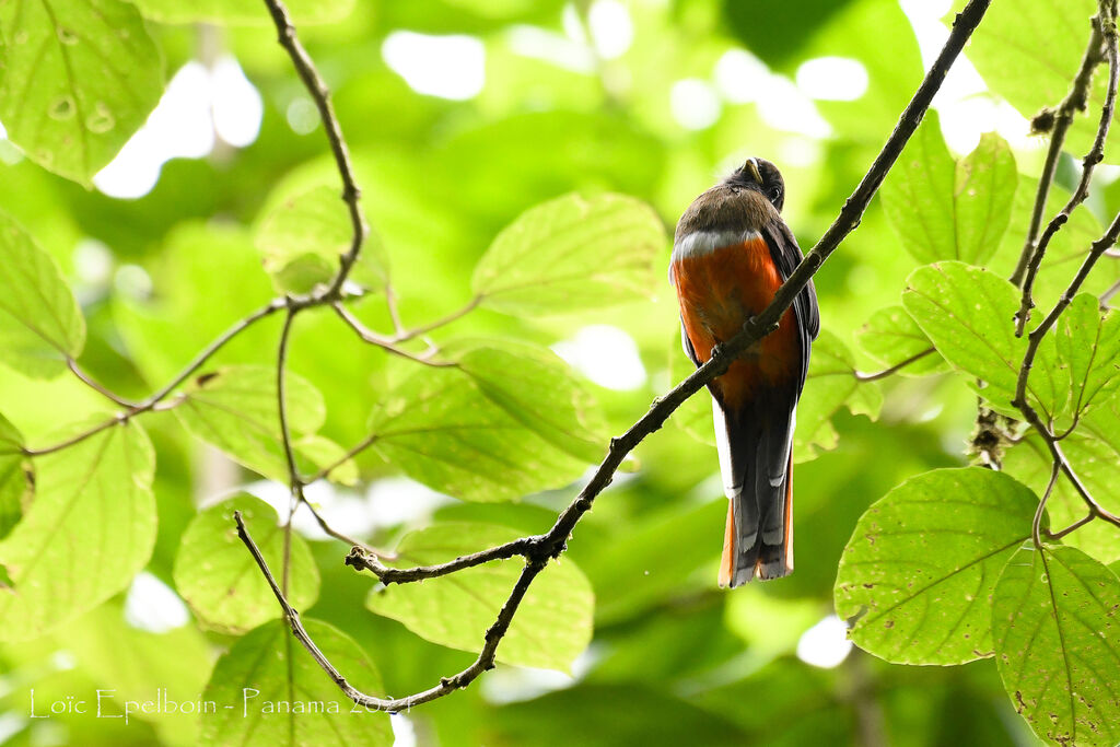 Trogon rosalba