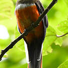 Trogon rosalba