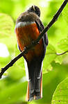 Trogon rosalba