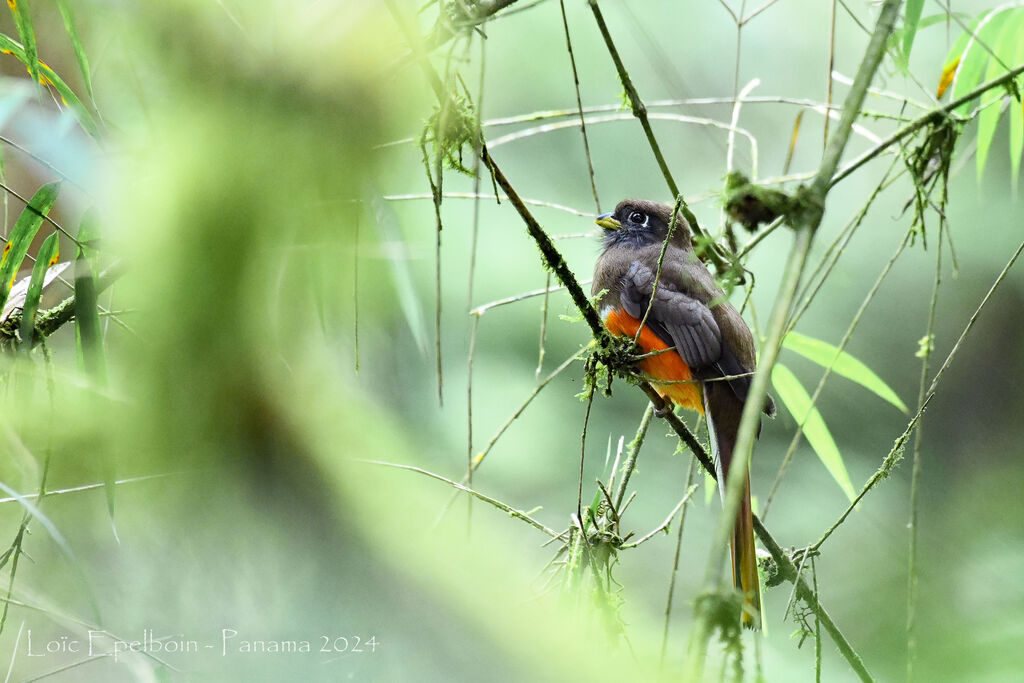 Trogon rosalba