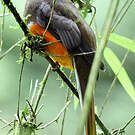 Trogon rosalba