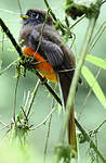 Trogon rosalba