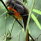 Trogon rosalba