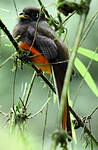 Trogon rosalba