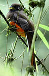 Trogon rosalba