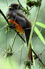 Trogon rosalba