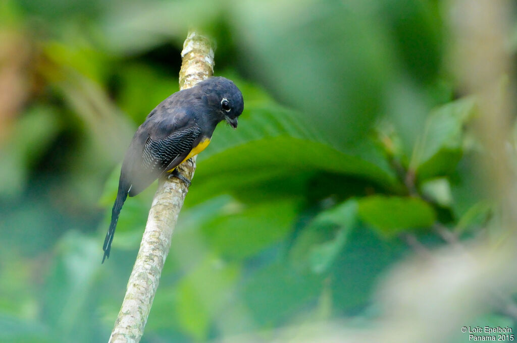 Trogon violacé