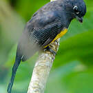 Trogon violacé