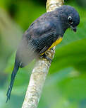 Trogon violacé