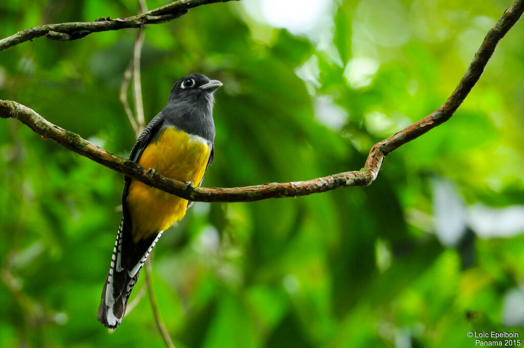 Trogon violacé