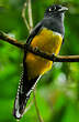 Trogon violacé