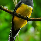 Trogon violacé