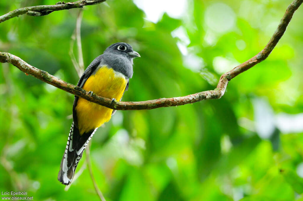 Trogon violacé, identification