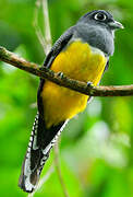 Trogon violacé