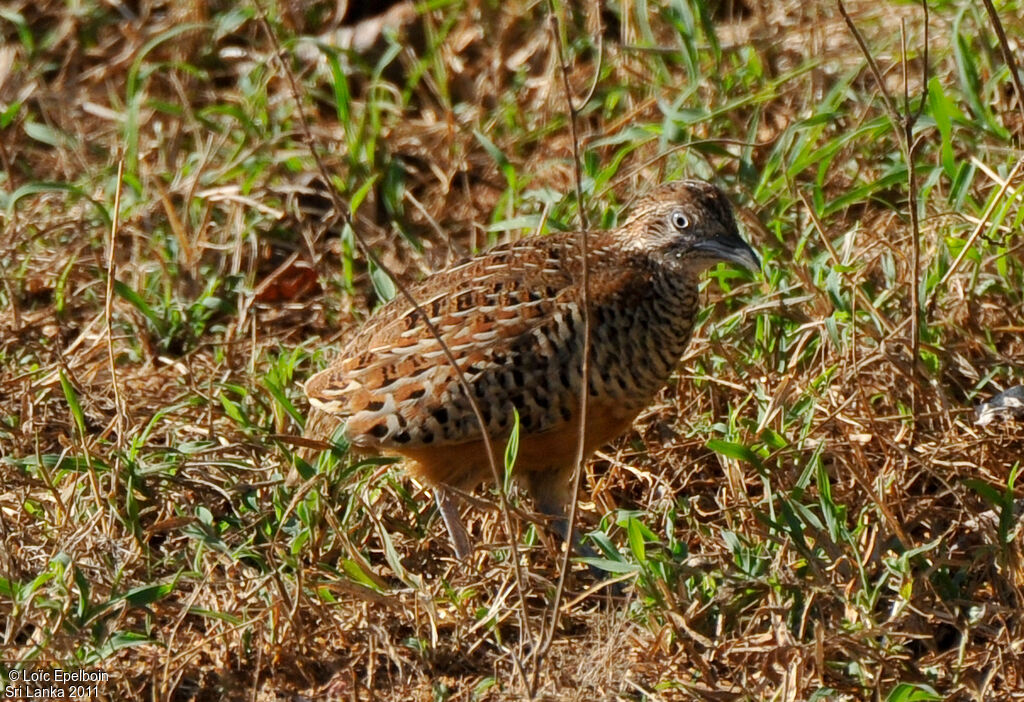 Barred Buttonquail