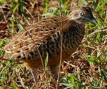 Barred Buttonquail