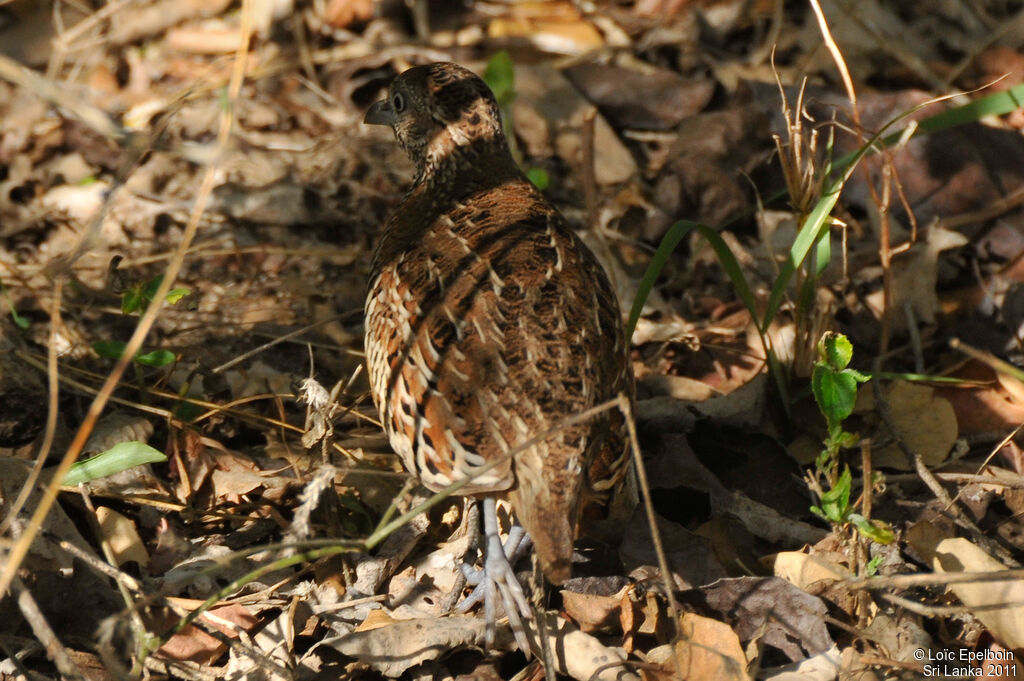 Barred Buttonquail