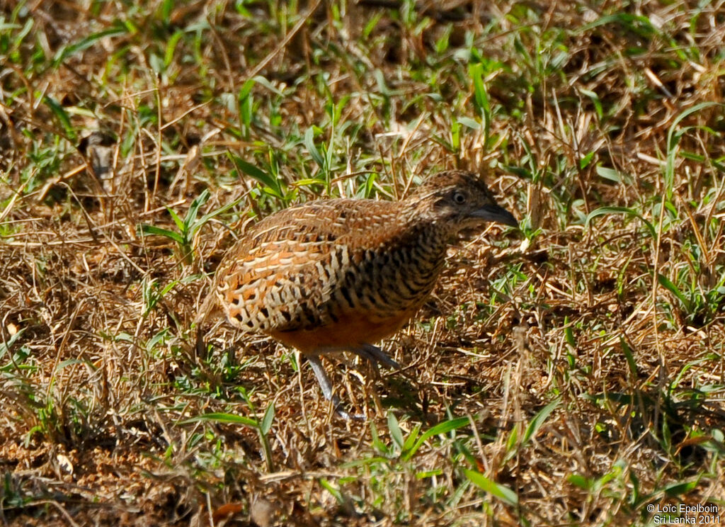 Barred Buttonquail