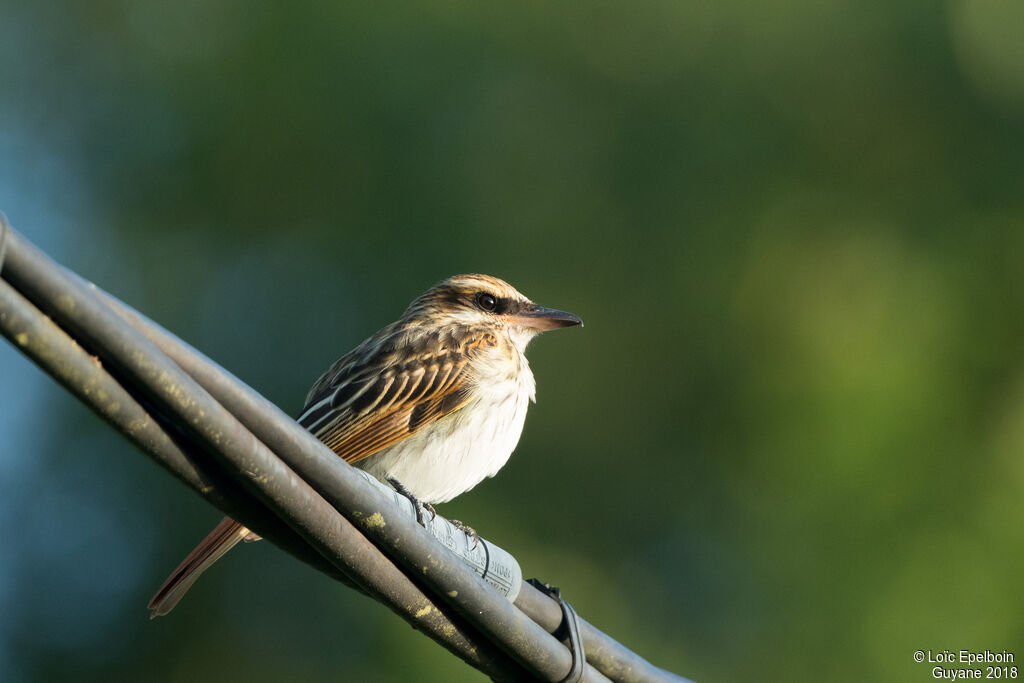 Streaked Flycatcher