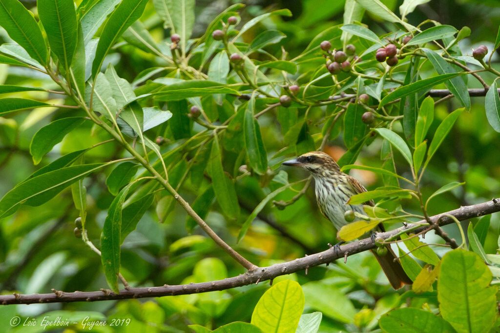 Streaked Flycatcher