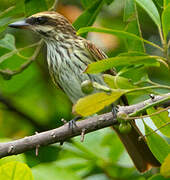 Streaked Flycatcher