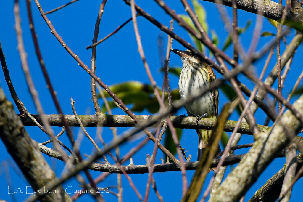 Streaked Flycatcher