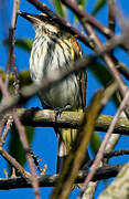 Streaked Flycatcher