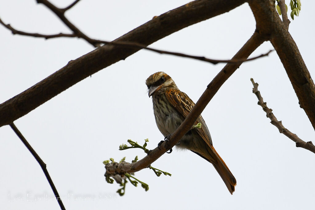 Streaked Flycatcher