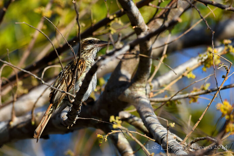 Streaked Flycatcher