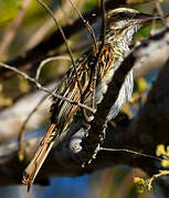 Streaked Flycatcher