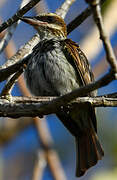Streaked Flycatcher