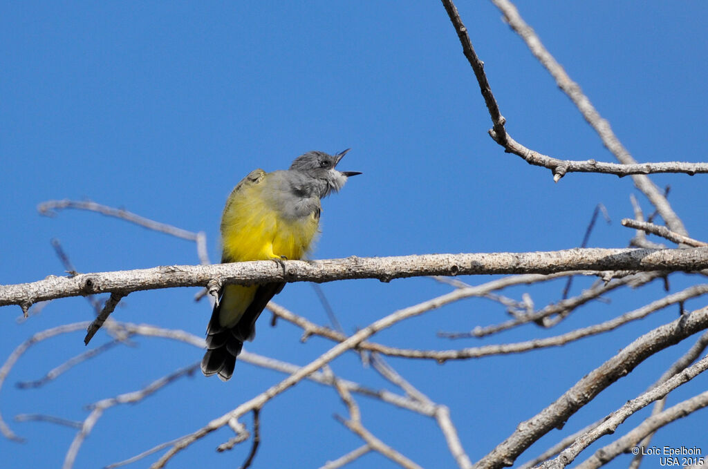 Cassin's Kingbird