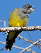 Cassin's Kingbird