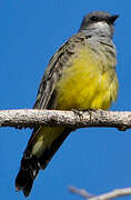 Cassin's Kingbird