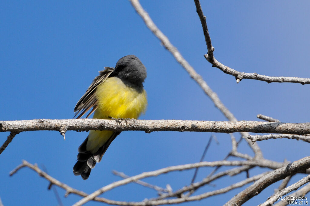 Cassin's Kingbird