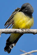 Cassin's Kingbird