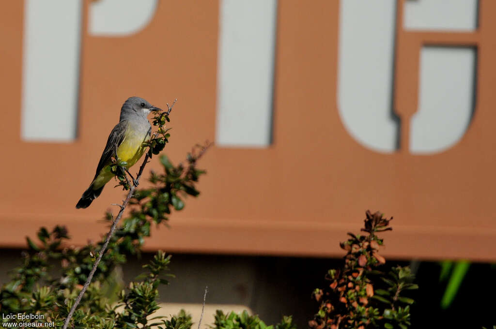 Cassin's Kingbird