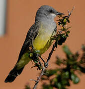 Cassin's Kingbird