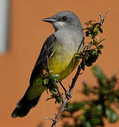 Cassin's Kingbird