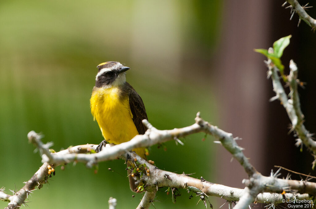 Rusty-margined Flycatcher