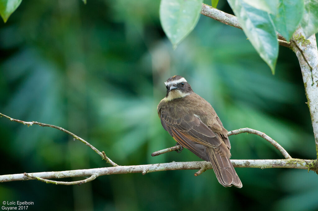 Rusty-margined Flycatcher