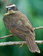 Rusty-margined Flycatcher