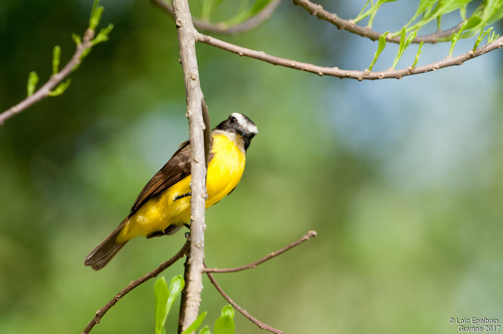 Rusty-margined Flycatcher