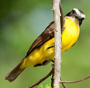 Rusty-margined Flycatcher