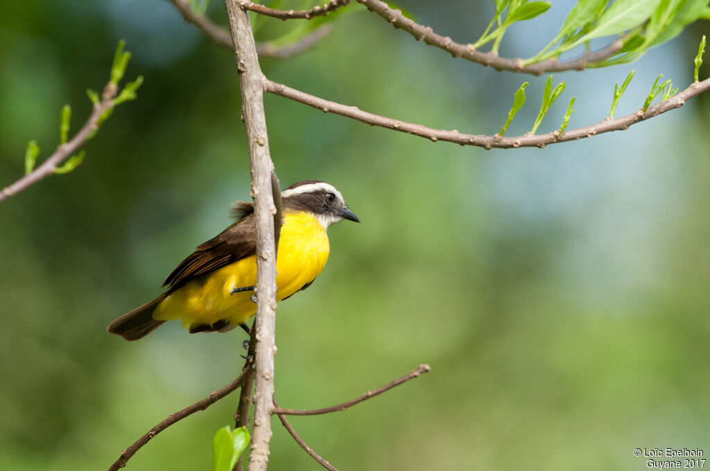 Rusty-margined Flycatcher