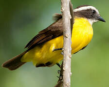 Rusty-margined Flycatcher